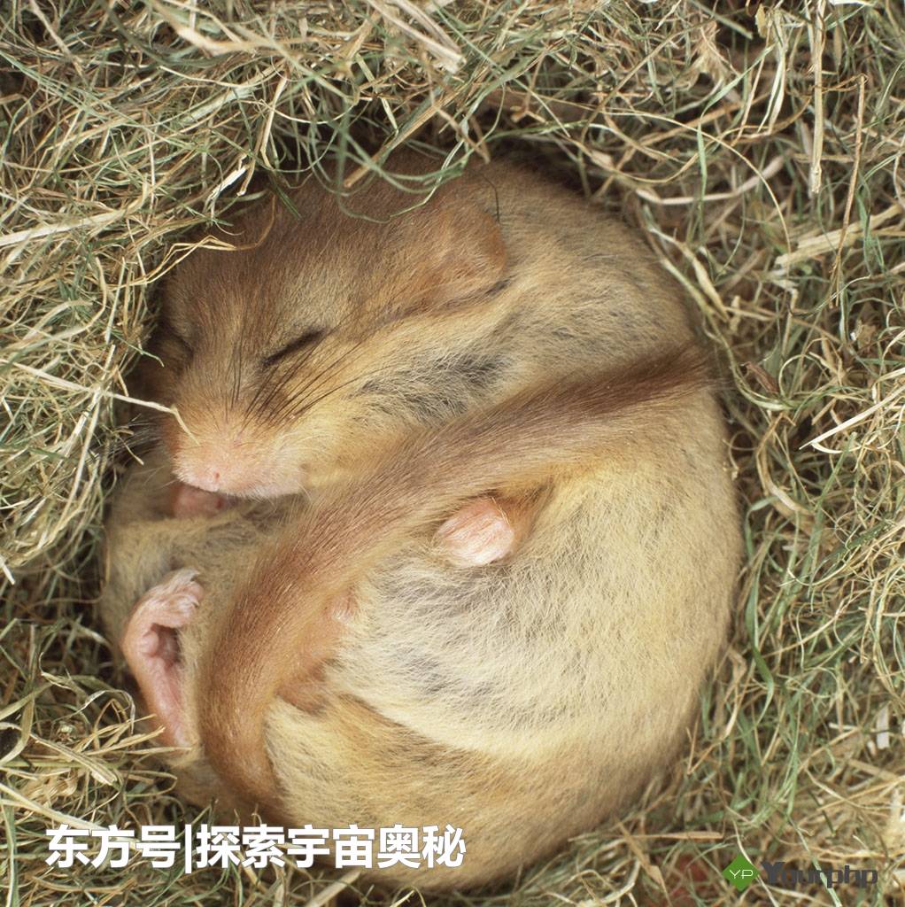 7年不进食依然能存活！这一生物超乎大家想象，其生存方式成谜248 / 作者:13633808 / 帖子ID:57136