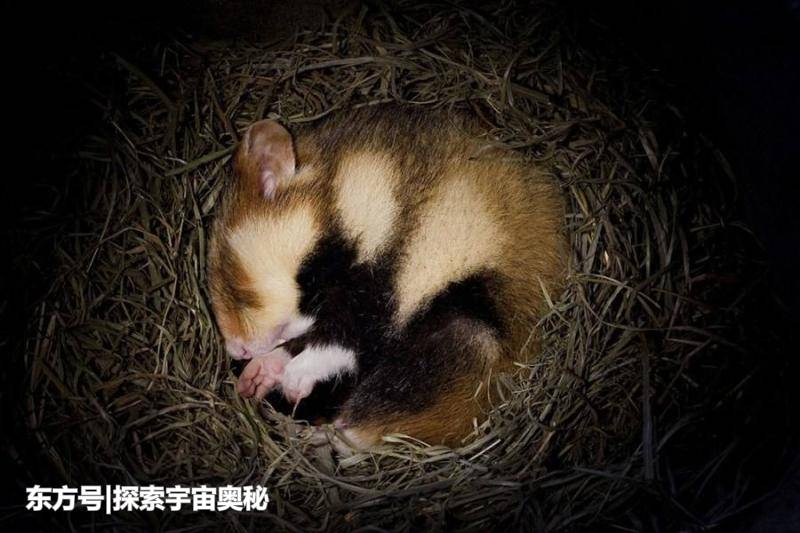 7年不进食依然能存活！这一生物超乎大家想象，其生存方式成谜886 / 作者:13633808 / 帖子ID:57136