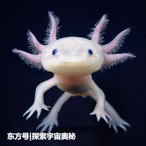 7年不进食依然能存活！这一生物超乎大家想象，其生存方式成谜889 / 作者:13633808 / 帖子ID:57136