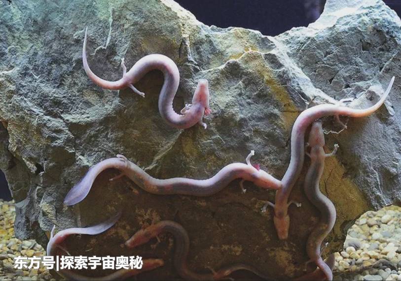 7年不进食依然能存活！这一生物超乎大家想象，其生存方式成谜978 / 作者:13633808 / 帖子ID:57136