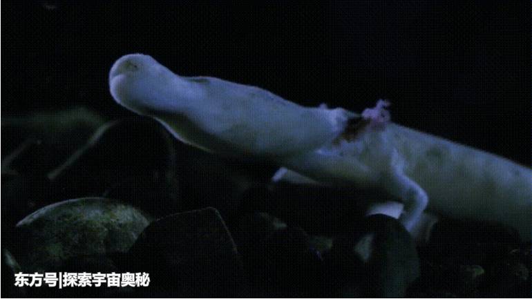 7年不进食依然能存活！这一生物超乎大家想象，其生存方式成谜26 / 作者:13633808 / 帖子ID:57136