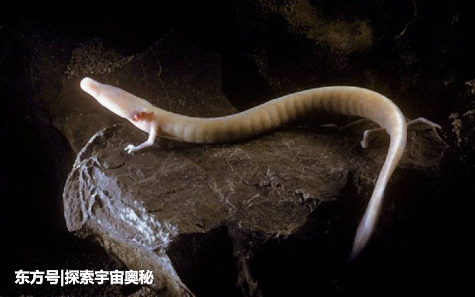 7年不进食依然能存活！这一生物超乎大家想象，其生存方式成谜819 / 作者:13633808 / 帖子ID:57136