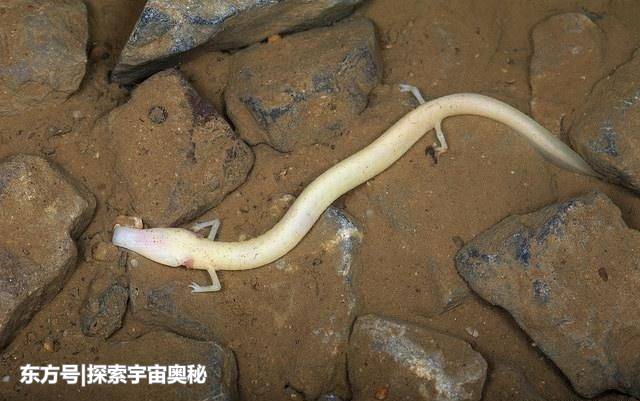 7年不进食依然能存活！这一生物超乎大家想象，其生存方式成谜764 / 作者:13633808 / 帖子ID:57136