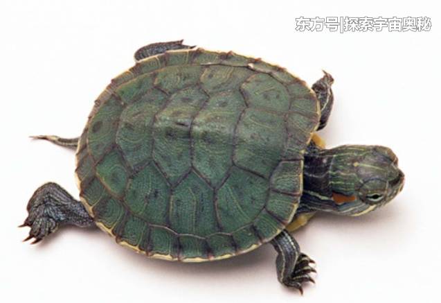新研究表明，越懒惰的生物越不容易灭绝，为什么会这样？22 / 作者:guaigege / 帖子ID:57137