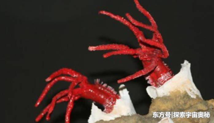 违背自然生长规律的生物，它耐高温，还不怕毒气457 / 作者:dptzxy91 / 帖子ID:57139