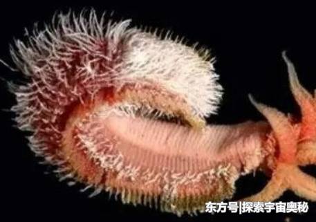 违背自然生长规律的生物，它耐高温，还不怕毒气854 / 作者:dptzxy91 / 帖子ID:57139