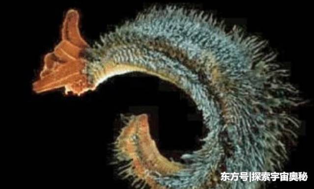 违背自然生长规律的生物，它耐高温，还不怕毒气954 / 作者:dptzxy91 / 帖子ID:57139