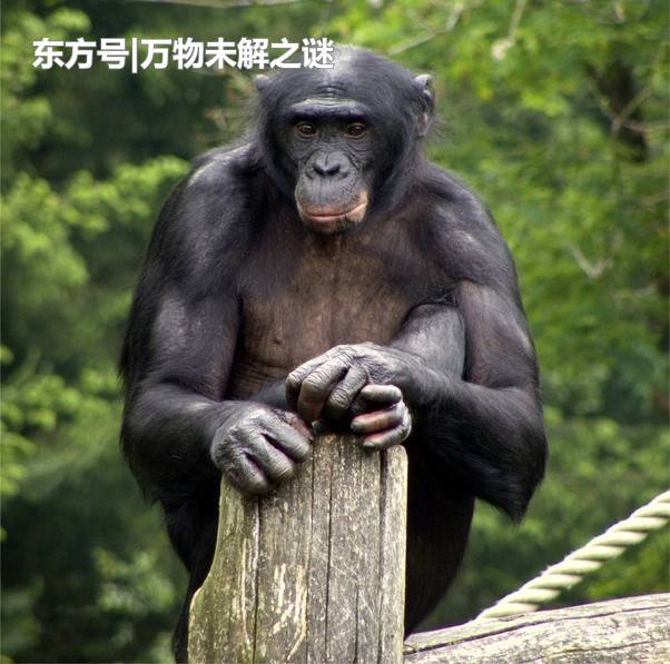 从猿类到人类，为什么人类的毛发越来越少？103 / 作者:hrwjngrxap / 帖子ID:57142