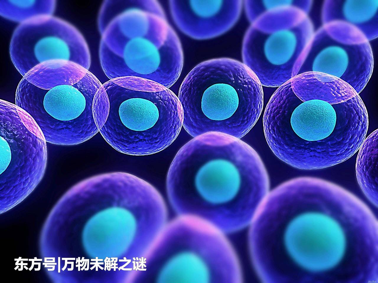我们的宇宙会不会是巨大生命体的小细胞？有可能吗？647 / 作者:便宜老鼠药沼 / 帖子ID:57146