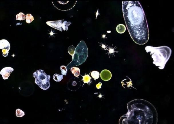 外星人与深海生物428 / 作者:ananokok / 帖子ID:57442