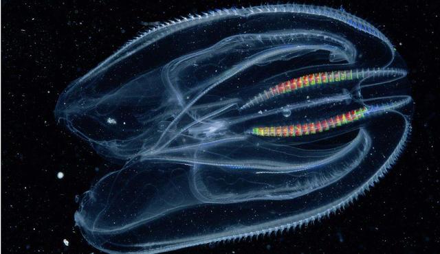 外星人与深海生物652 / 作者:ananokok / 帖子ID:57442