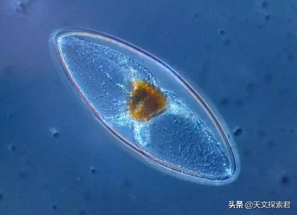 人类起源之谜：地球上第一个人类是怎么来的？这里告诉你答案603 / 作者:Creseda / 帖子ID:58272