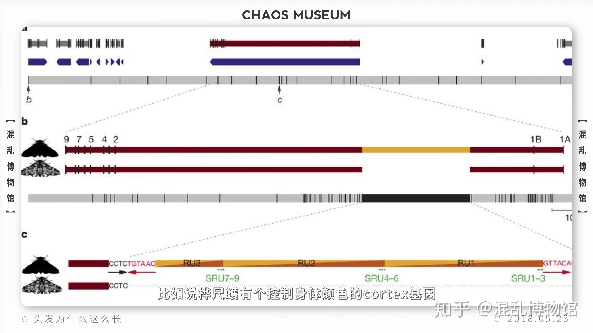 为什么人类在进化过程中其他体毛褪去，而头发越来越长？206 / 作者:pvrdxwsqhl / 帖子ID:58493
