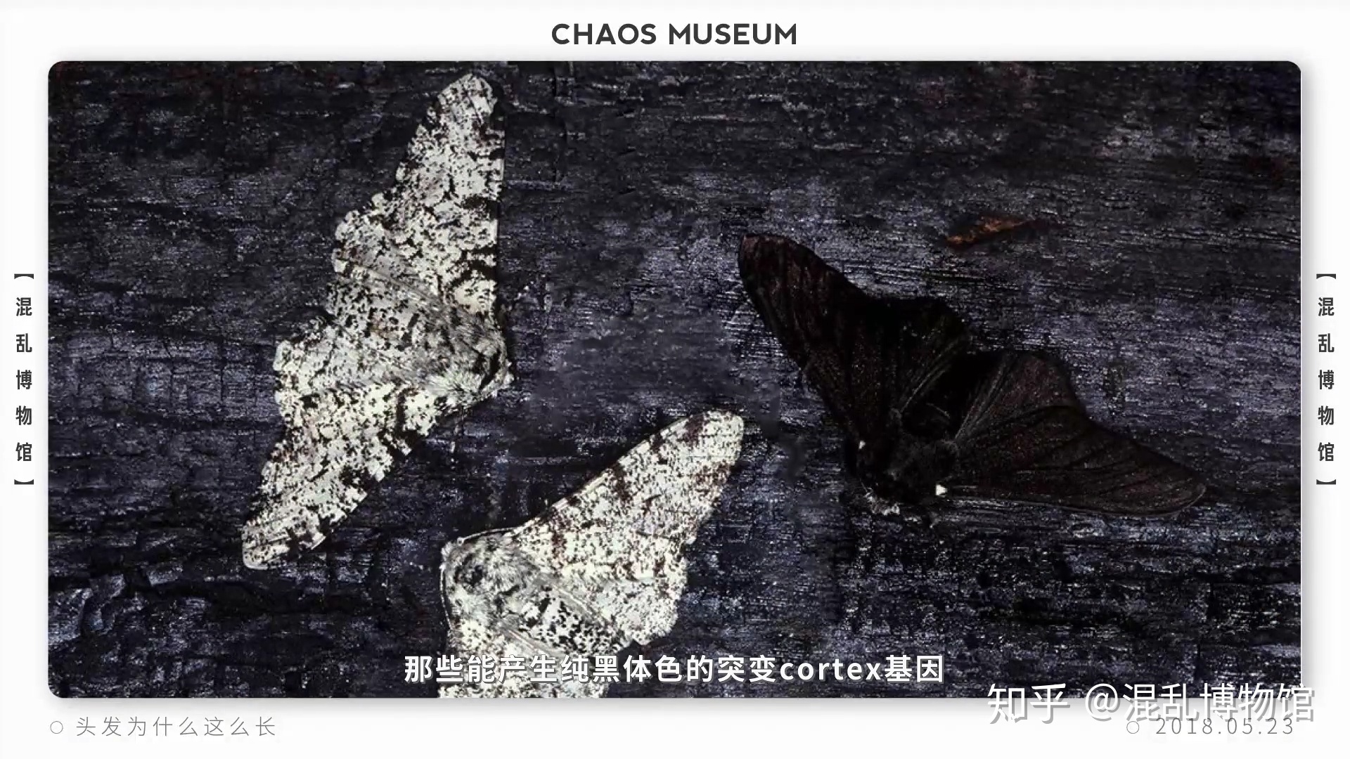 为什么人类在进化过程中其他体毛褪去，而头发越来越长？825 / 作者:pvrdxwsqhl / 帖子ID:58493