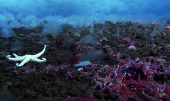 或改变对地外生命的看法，科学家在南极冰下发现“巨型”海洋生物939 / 作者:twxd / 帖子ID:58747