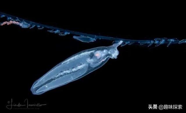 多条长绳状生物出现澳大利亚沿海，长47米，专家称之深海外星人997 / 作者:素色流年783 / 帖子ID:58996