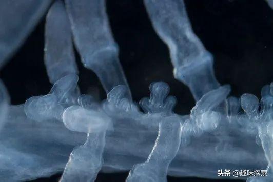 多条长绳状生物出现澳大利亚沿海，长47米，专家称之深海外星人835 / 作者:素色流年783 / 帖子ID:58996