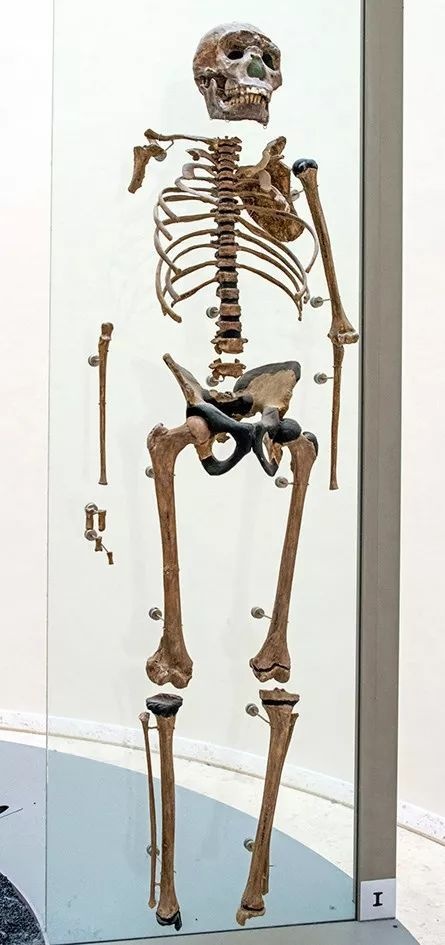 为什么远古时期的人类能靠跑步抓猎物把猎物活活累死？875 / 作者:光头人1 / 帖子ID:59197