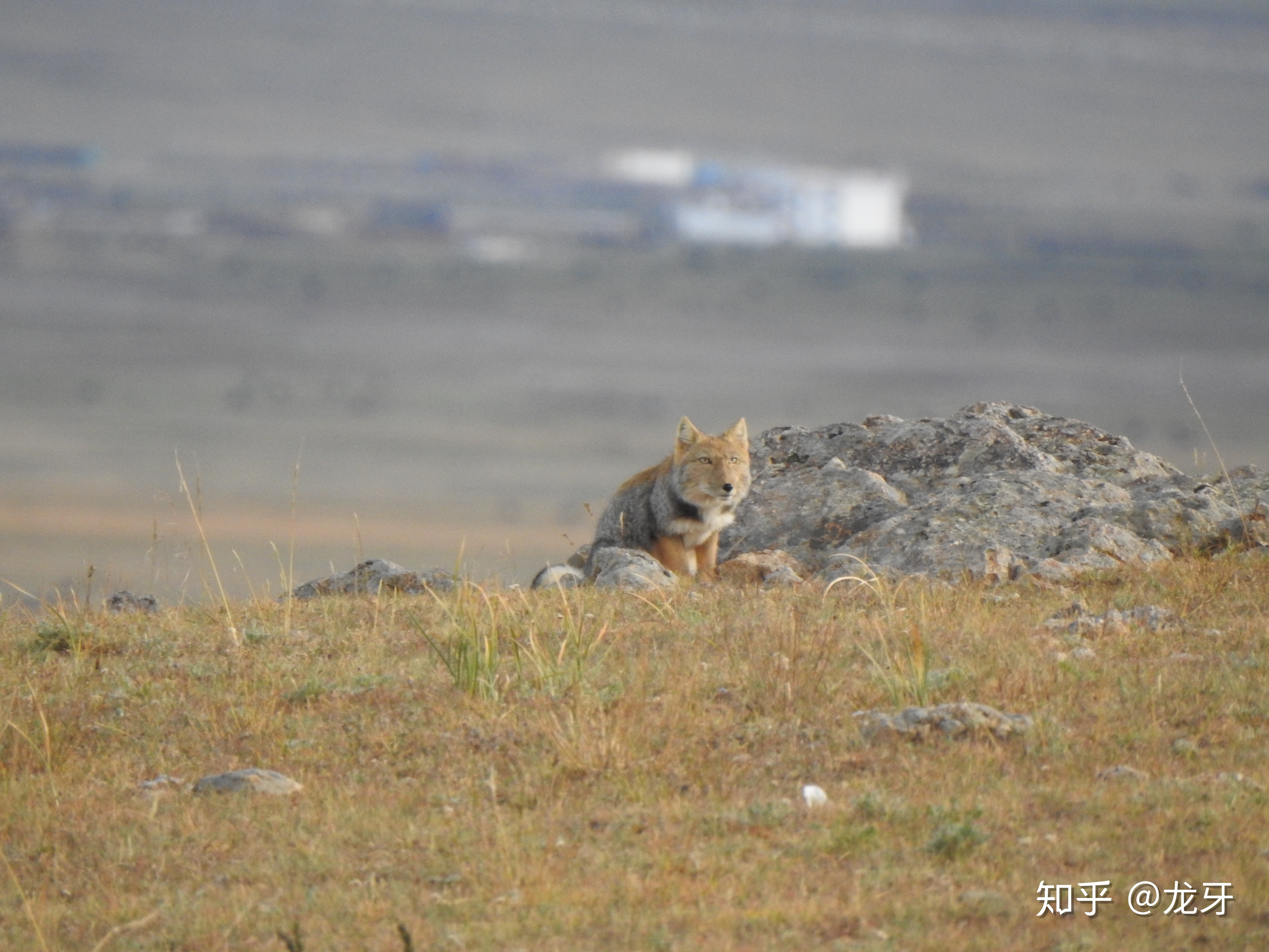 为什么远古时期的人类能靠跑步抓猎物把猎物活活累死？600 / 作者:星星糖SUNG / 帖子ID:59197