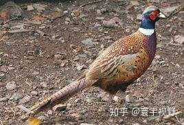 为什么远古时期的人类能靠跑步抓猎物把猎物活活累死？629 / 作者:海田1 / 帖子ID:59197