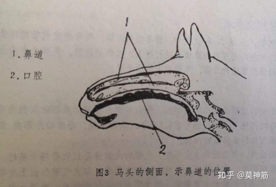 为什么远古时期的人类能靠跑步抓猎物把猎物活活累死？181 / 作者:静静的读你 / 帖子ID:59197