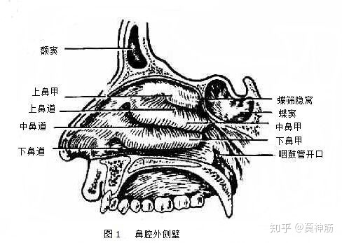 为什么远古时期的人类能靠跑步抓猎物把猎物活活累死？946 / 作者:静静的读你 / 帖子ID:59197