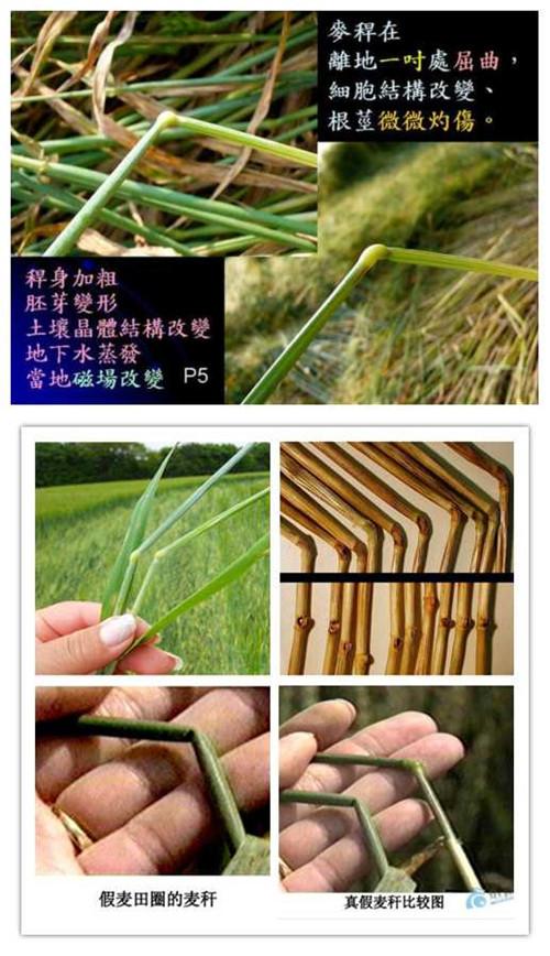麦田怪圈怎么形成的，是人为还是外星人杰作941 / 作者:123457080 / 帖子ID:59433