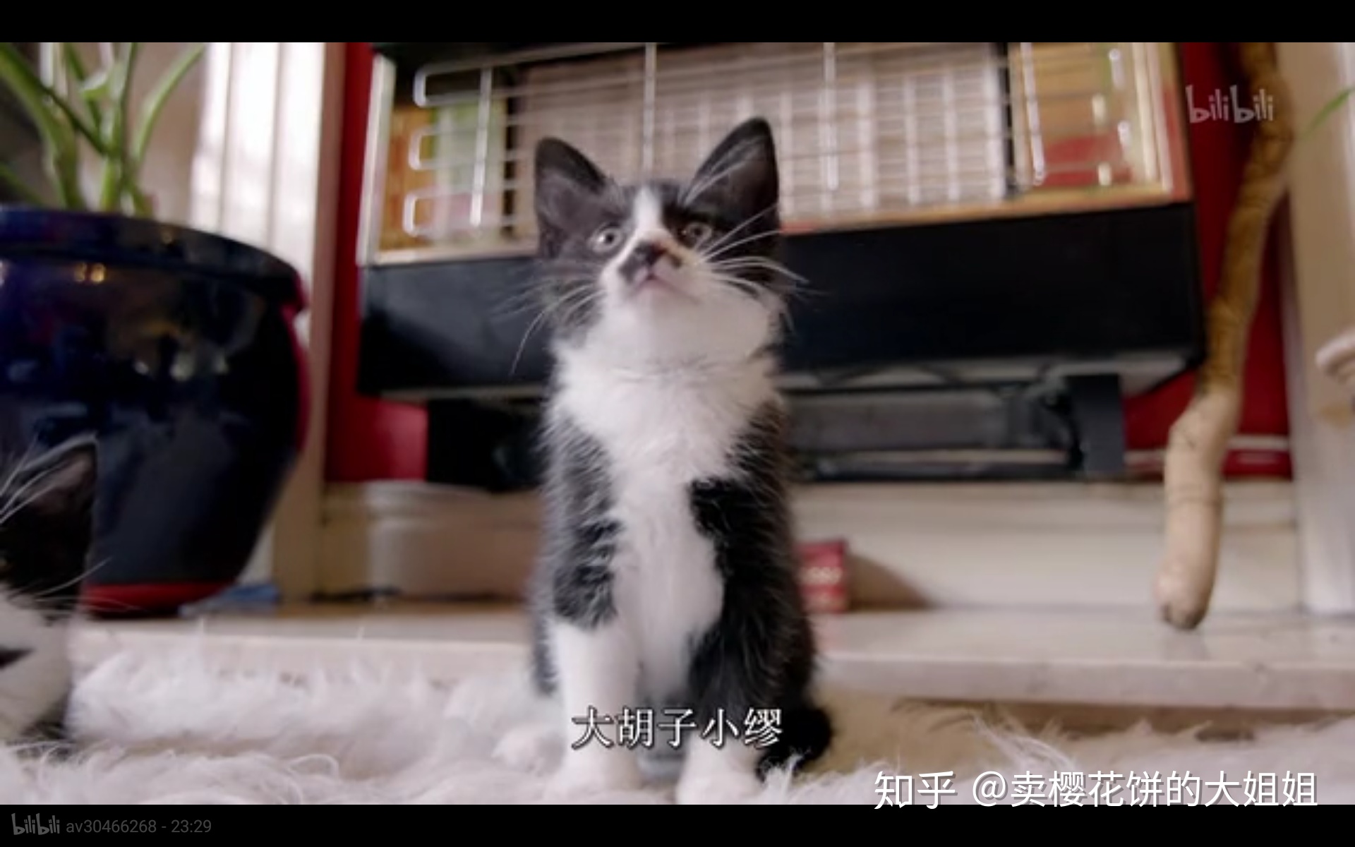 埃及金字塔真的有外星文明吗？531 / 作者:123457021 / 帖子ID:60288