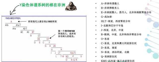 我们来自何方？基因隐藏着人类起源的秘密635 / 作者:qdzs2000 / 帖子ID:61067