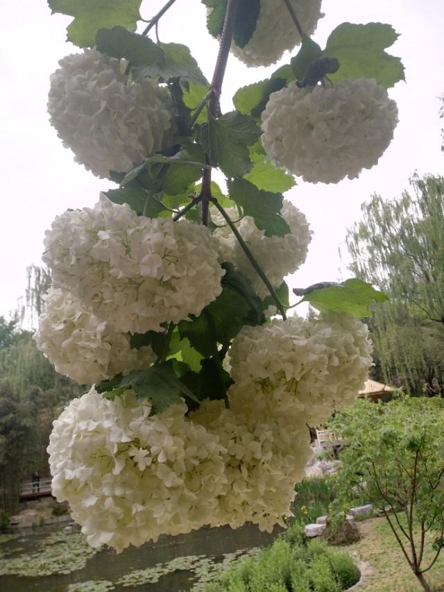 超大质量黑洞是如何形成的？这种黑洞寿命多长？258 / 作者:xNYYWeZq / 帖子ID:62223