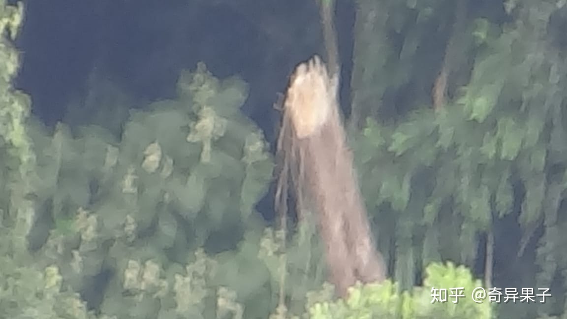如何评价 2020 年 5 月 13 号发生在巴西的 UFO 事件？从 ...455 / 作者:凉亭之中净 / 帖子ID:95828