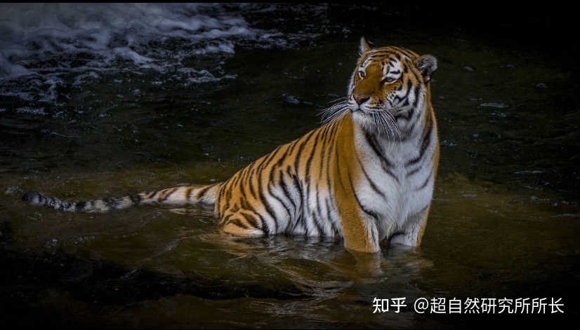 地球上战斗力最强的生物是什么？狮子只能排到第十名！568 / 作者:天下第一菜鸟俅 / 帖子ID:96061