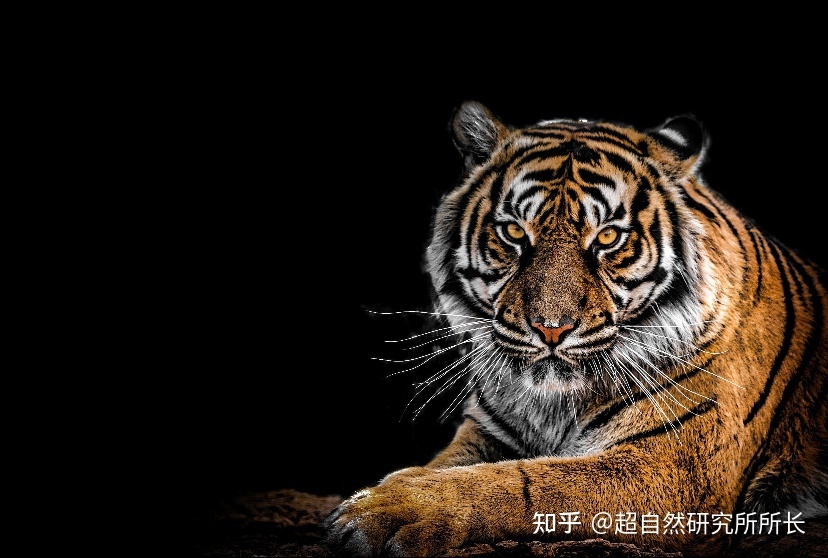 地球上战斗力最强的生物是什么？狮子只能排到第十名！864 / 作者:天下第一菜鸟俅 / 帖子ID:96061