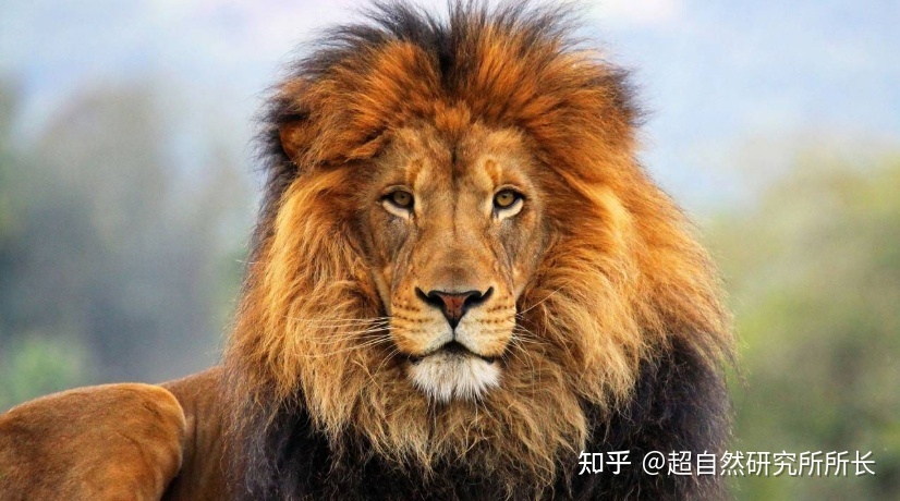 地球上战斗力最强的生物是什么？狮子只能排到第十名！647 / 作者:天下第一菜鸟俅 / 帖子ID:96061