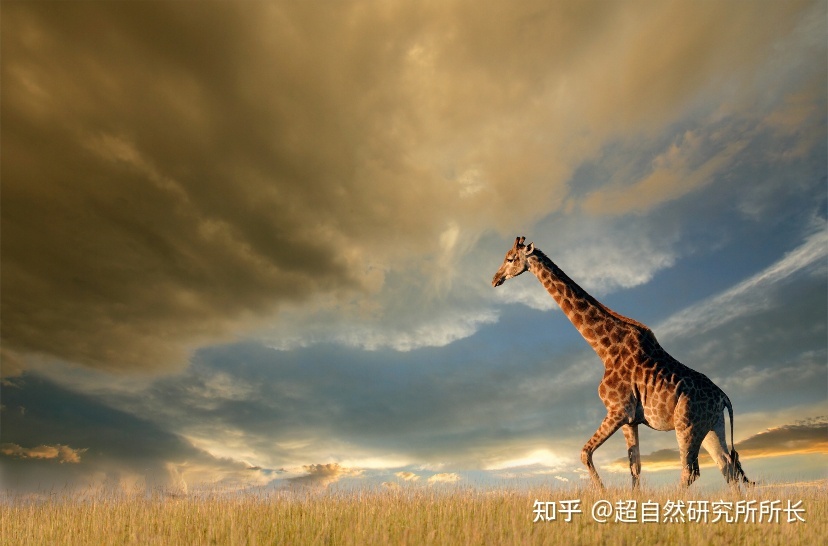 地球上战斗力最强的生物是什么？狮子只能排到第十名！778 / 作者:天下第一菜鸟俅 / 帖子ID:96061