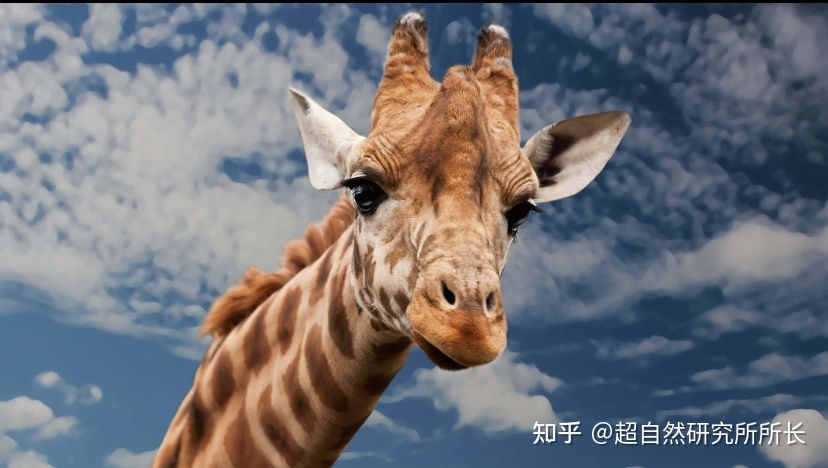 地球上战斗力最强的生物是什么？狮子只能排到第十名！946 / 作者:天下第一菜鸟俅 / 帖子ID:96061