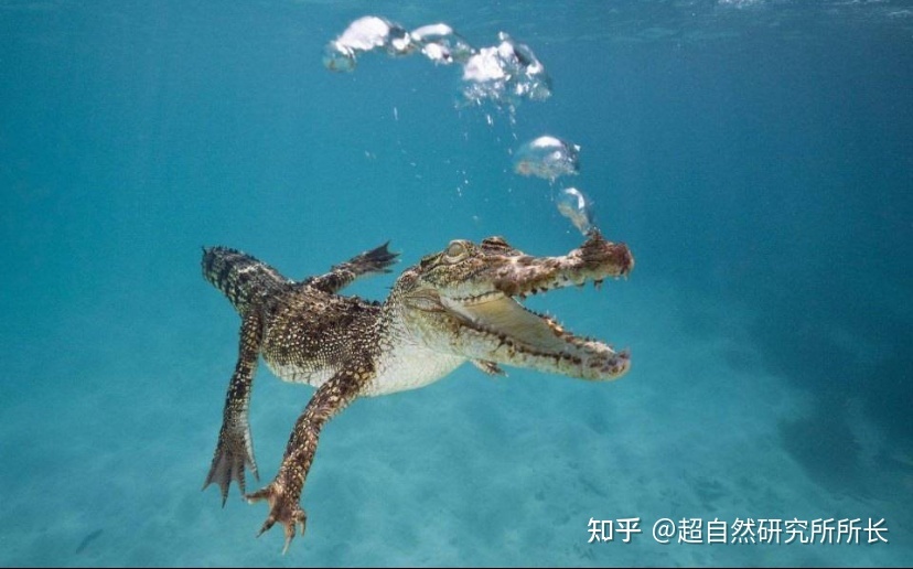地球上战斗力最强的生物是什么？狮子只能排到第十名！404 / 作者:天下第一菜鸟俅 / 帖子ID:96061