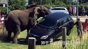 地球上战斗力最强的生物是什么？狮子只能排到第十名！27 / 作者:天下第一菜鸟俅 / 帖子ID:96061