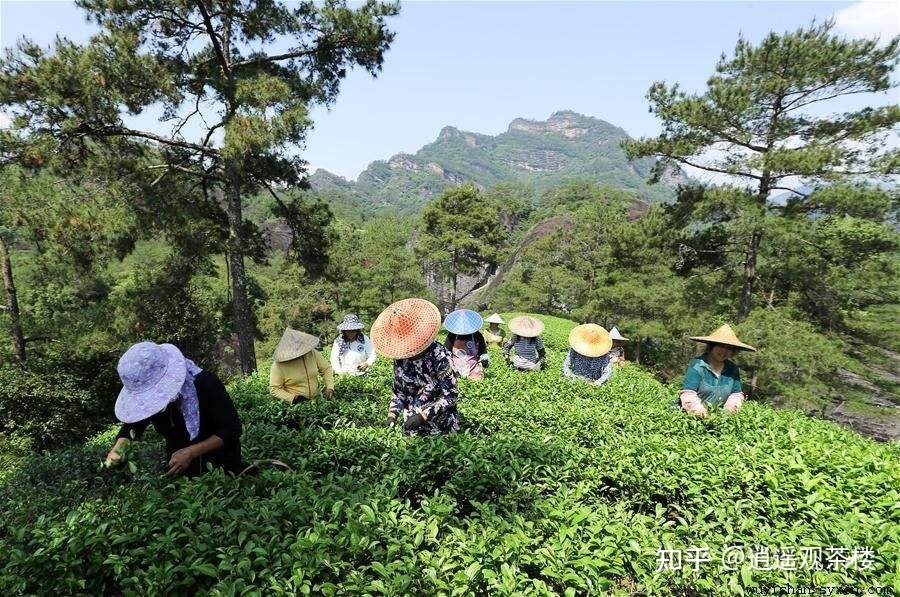 世界上适合茶叶种植的地区有哪些？111 / 作者:123457648 / 帖子ID:96111