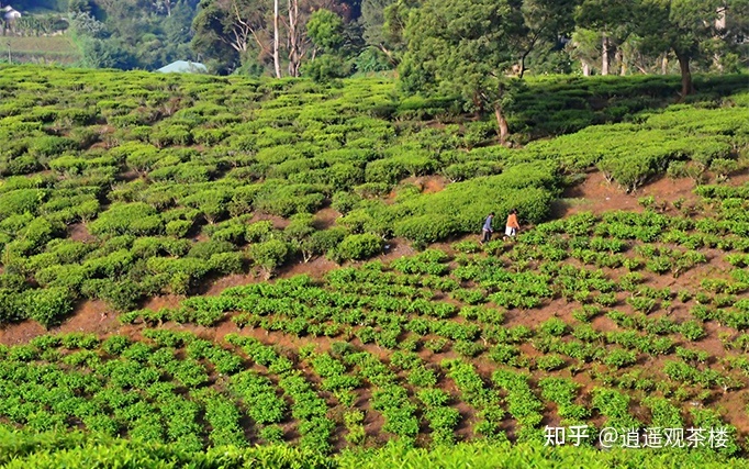 世界上适合茶叶种植的地区有哪些？189 / 作者:123457648 / 帖子ID:96111
