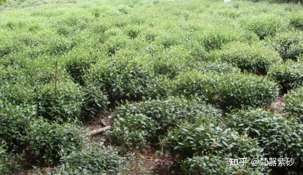 世界上适合茶叶种植的地区有哪些？86 / 作者:ggp27 / 帖子ID:96111