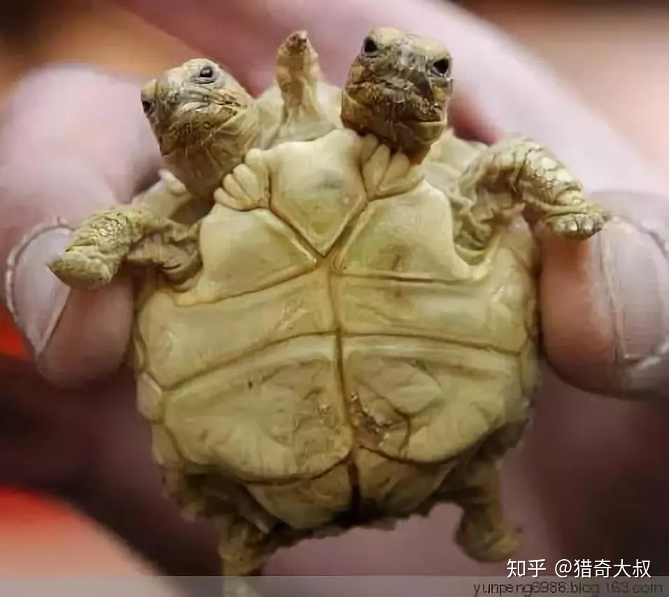 历史上惨遭封杀的神秘事件，胆小者慎入！476 / 作者:没想爱上你堑 / 帖子ID:96132