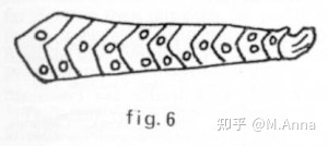 【神秘动物学研究】一些“乱七八糟”的神秘生物（四）447 / 作者:芳芳295 / 帖子ID:96139