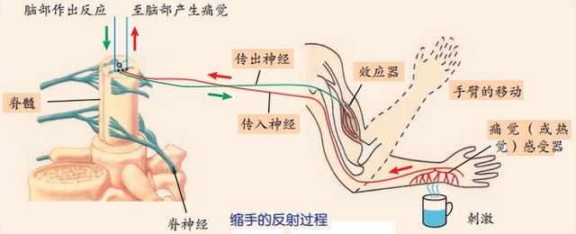 科学知识大全——496 / 作者:精力束台经 / 帖子ID:96185