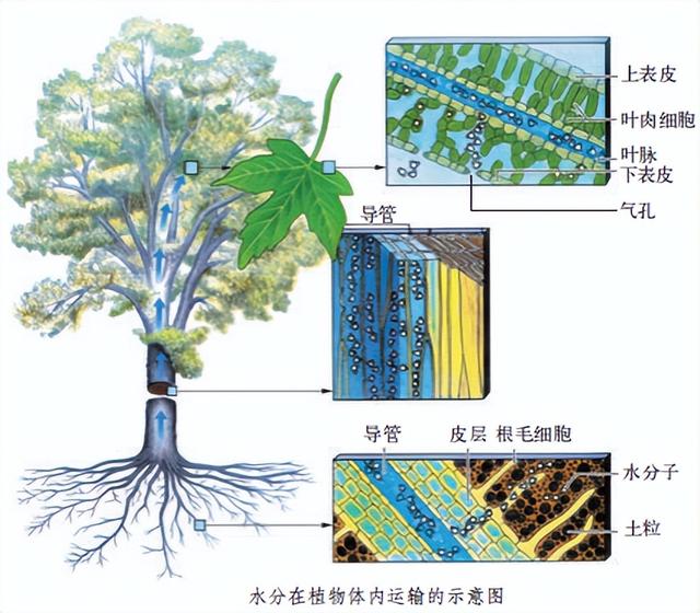 科学知识大全——735 / 作者:精力束台经 / 帖子ID:96185
