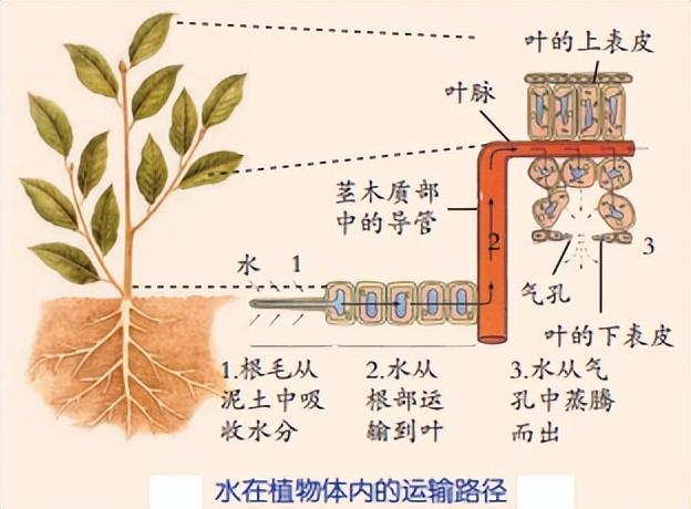 科学知识大全——206 / 作者:精力束台经 / 帖子ID:96185