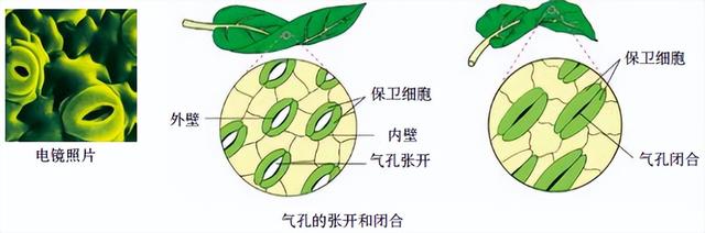科学知识大全——82 / 作者:精力束台经 / 帖子ID:96185