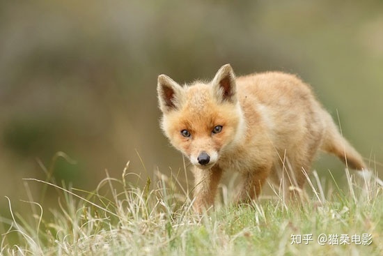 全体遇难？恐怖向解读乌拉尔山神秘事件始末887 / 作者:deer_____0 / 帖子ID:96189