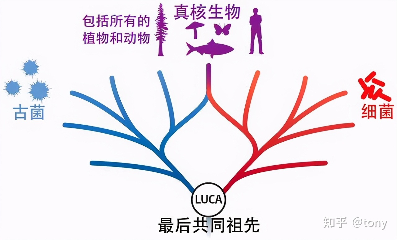[科技杂谈]一口气看完46亿年地球史933 / 作者:山东美家环保 / 帖子ID:96265