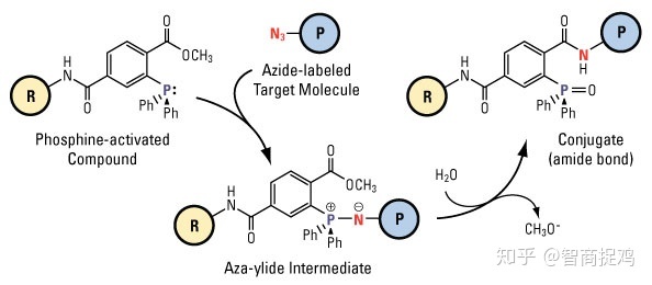化学生物学是一门怎样的学科？186 / 作者:123457468 / 帖子ID:96595